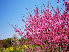 -南汇桃花村