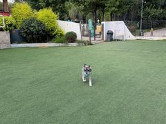 -爪吧宠物乐园·宠物泳池(温榆河示范区店)