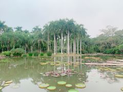 -中国科学院西双版纳热带植物园