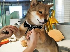 -柴务处·柴犬主题狗咖