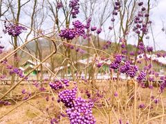 -西湖风景区-江洋畈生态公园