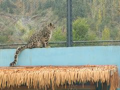 -青藏高原野生动物园