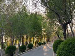 -丁香湖公园