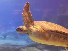-珠海长隆海洋王国