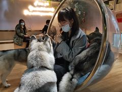 -Husky Go! 哈士奇体验馆·宠物咖啡厅狗咖