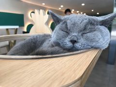 -飞行喵MR PILOT|猫舍·猫咖(静安大融城店)