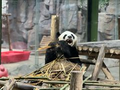 -栾川竹海野生动物园