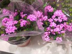 -花鸟鱼虫鲜花绿植市场(玉泉路店)