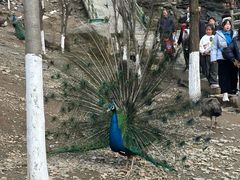 -栾川竹海野生动物园
