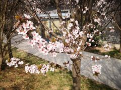 -秦始皇帝陵博物院-丽山园