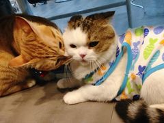 -PETKIT小佩宠物(古北店)