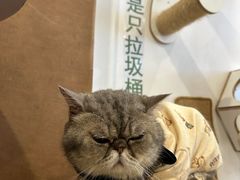 -楼上猫咖(罗湖店)