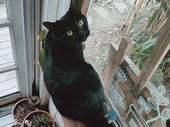 -海边的猫和咖啡馆