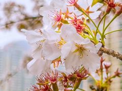 -西北湖绿化广场