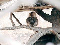 -上海野生动物园