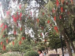 -八仙山公园