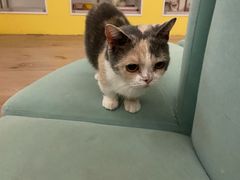 -Bastet sally猫舍购宠(静安店)