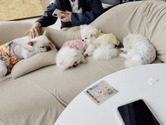 -怪兽屋·羊驼·猫咖·狗咖(俊华广场店)