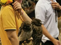 -清迈夜间动物园