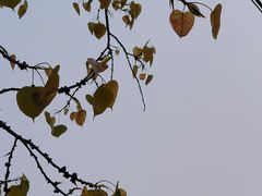 -西双版纳傣族园