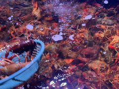 -聚盛源蒸汽海鲜火锅烤肉自助(巨川金海岸购物广场店)