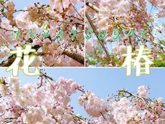 -顾村公园