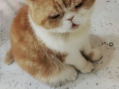 -喵园·猫主题咖啡厅·撸猫·猫咖(国贸店)