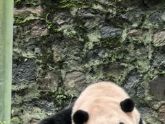 -都江堰中华大熊猫苑