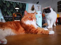 -平行世界·猫咖(首经贸店)