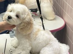 -FAELING PETS美天灵宠物(富力广场店)