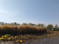 -绿堤公园