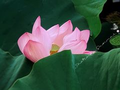 -国家植物园
