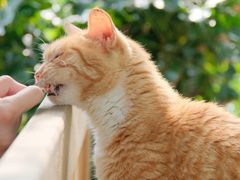 -知亘茶食