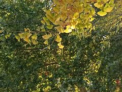 -利顺德大饭店·维多利亚花园(小白楼店)