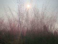 -尚贤河湿地