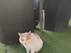 -成都蒲江花样年福朋喜来登度假酒店·宜客乐西餐厅