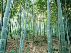 -镇江市南山风景名胜区竹林景区