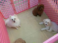 android_upload_pic-小呆的宠物店·宠物售卖·宠物寄养(城西店)