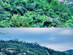 -五龙城郊森林公园