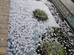 -洛阳市隋唐城遗址植物园