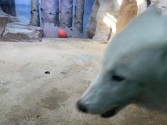 -芜湖新华联大白鲸海洋公园