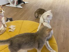 -1013 PET SHOP精品宠物商店(丁香店)