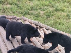 -黑瞎子岛探秘野熊园