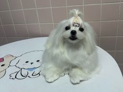 -FAELING PETS美天灵宠物(富力广场店)