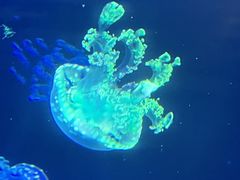 -重庆欢乐海底世界