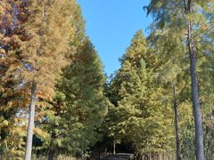 -溱湖国家湿地公园