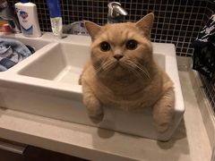 -东方名猫馆·英短金渐层布偶猫舍(环线广场1号楼店)