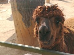 -石家庄市动物园