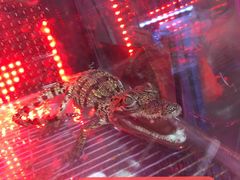 -大学城夜市大排档(凤栖路店)