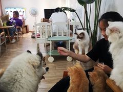 -李小姐の猫咖啡馆(五角场店)